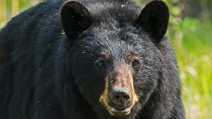 Large Black Bear Close Up