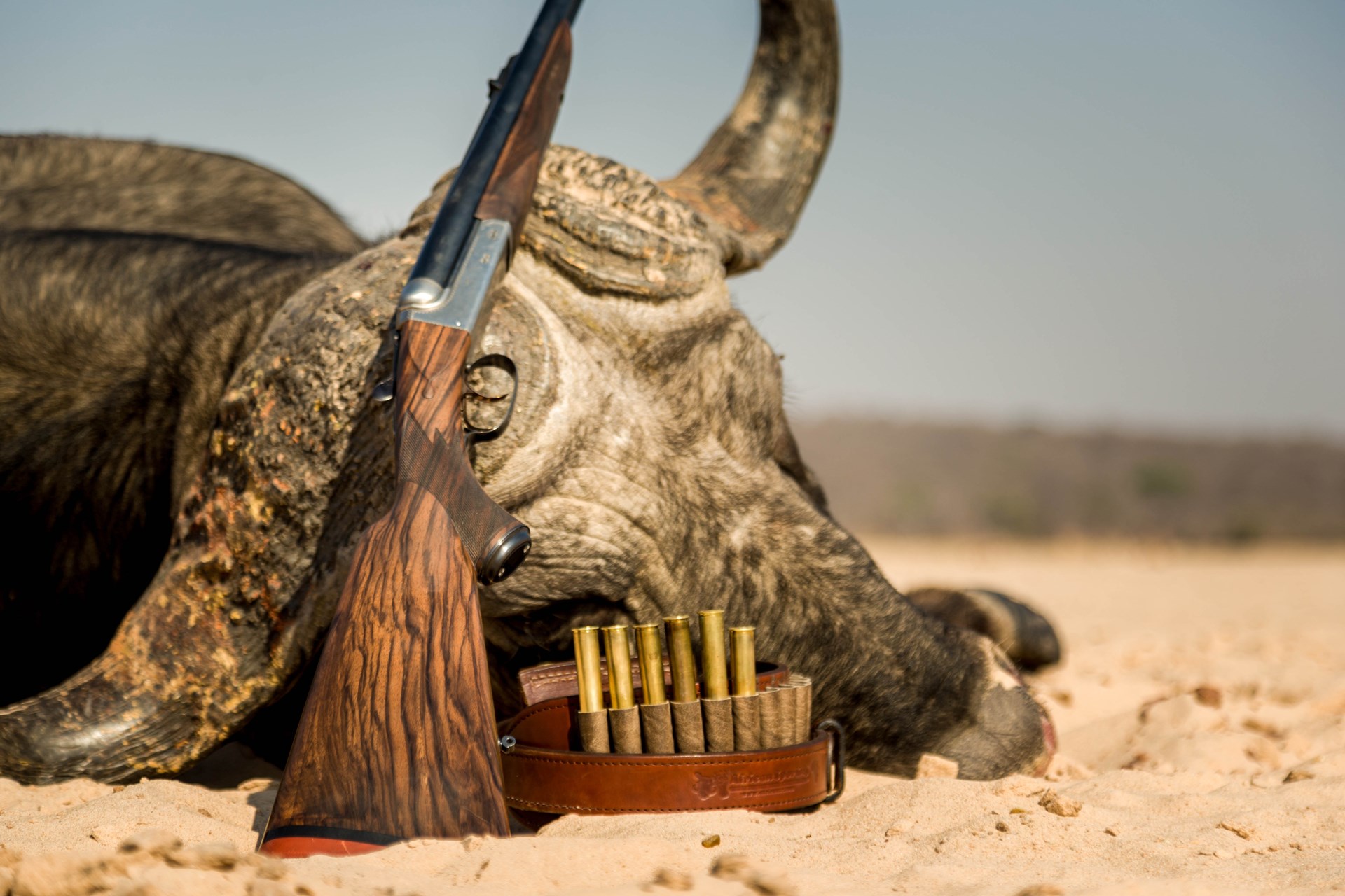 Buffalo in Zimbabwe