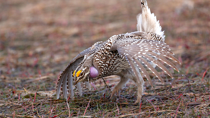 Sharp-tailed grouse