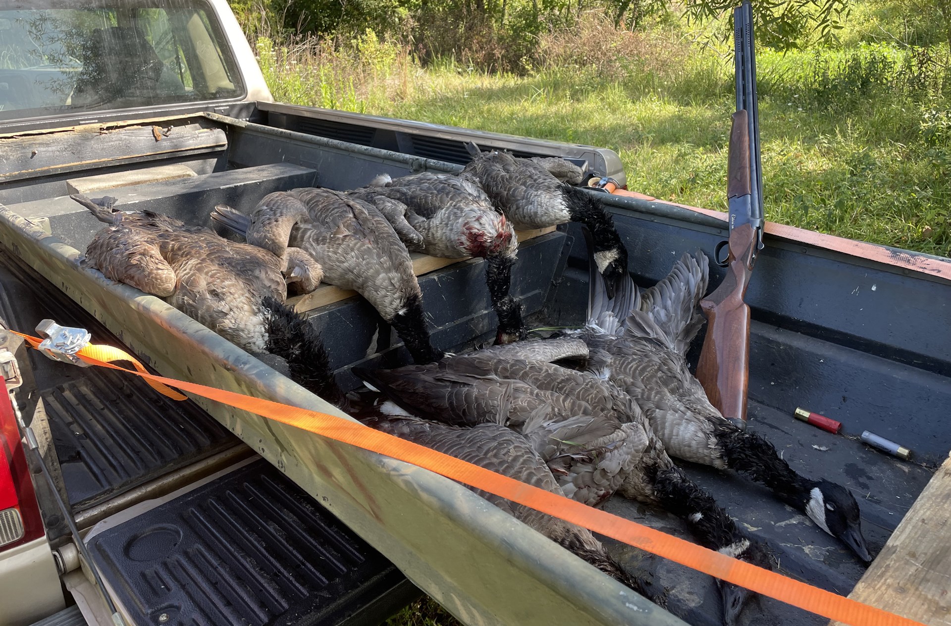 Geese in truck