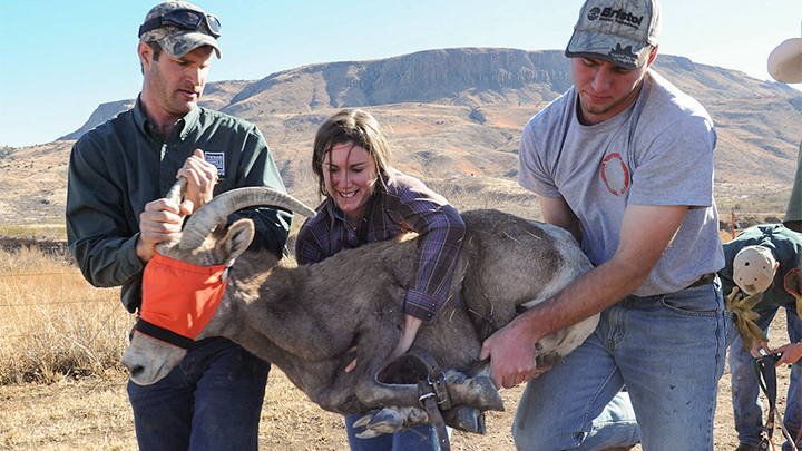 Hunters with Aoudad