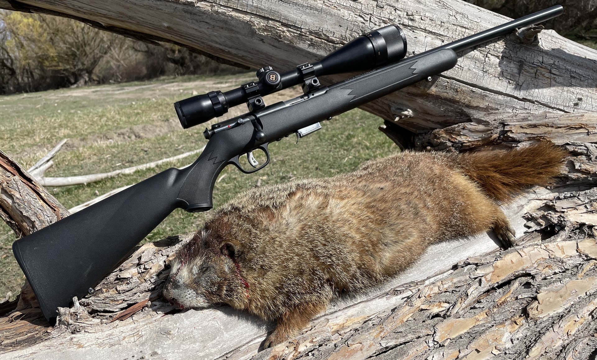 Big fat marmot