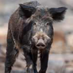 Wild Boar In Forest