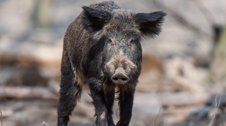 NPS Looking for Help From a Few Good Hunters | An Official Journal Of The NRA