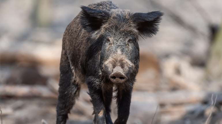 Wild Boar In Forest