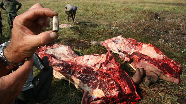 Bullet used in African Dangerous Game Hunting