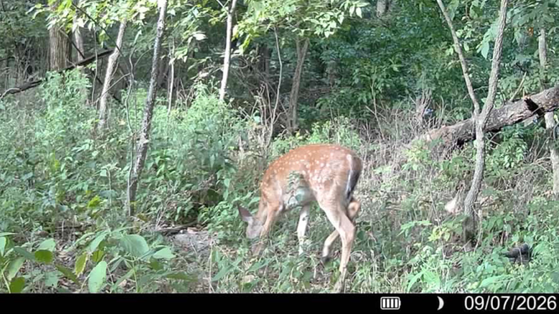 Fawn walking away
