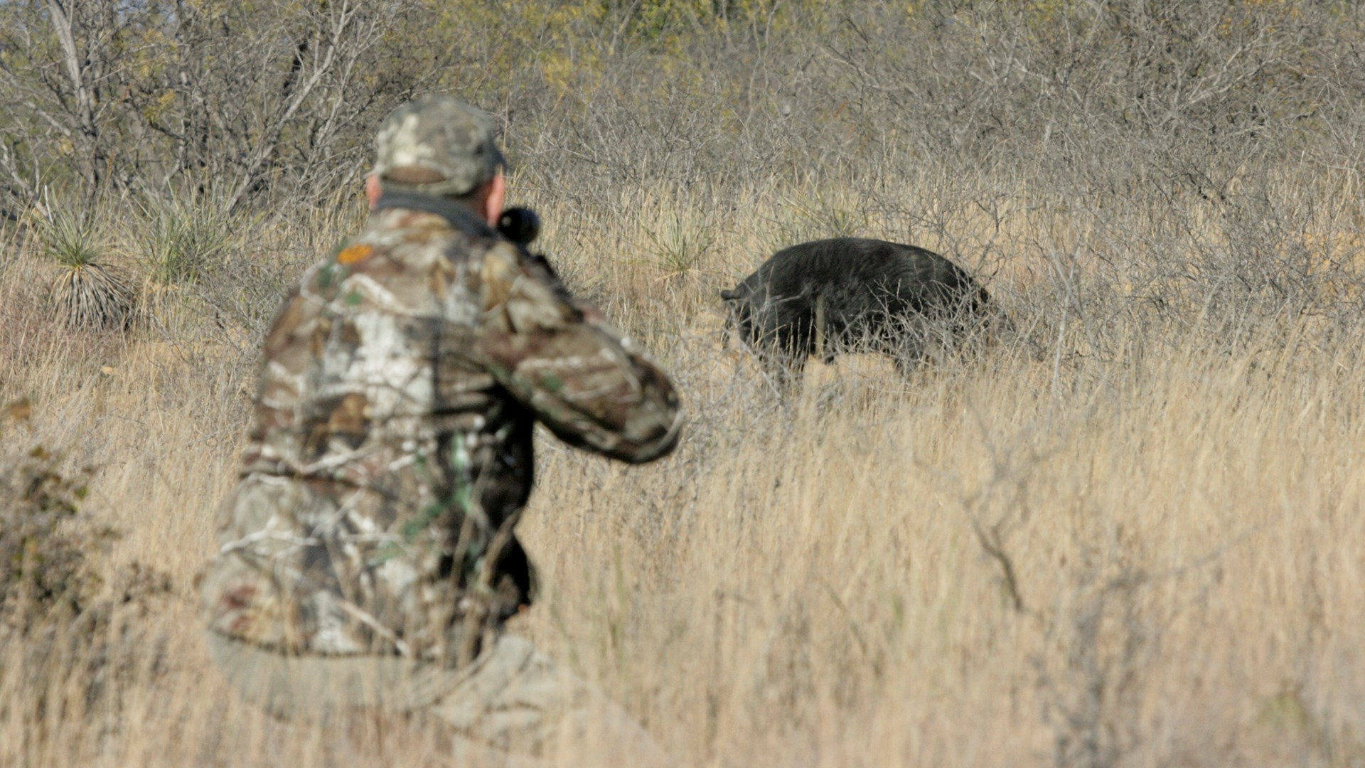 Shooting Hog