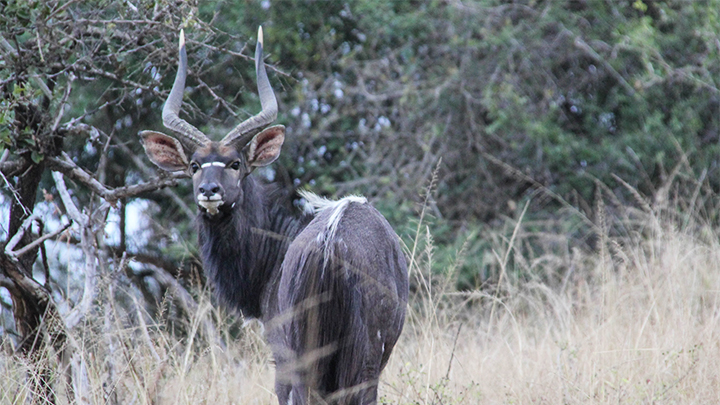 African Plains Game Animal