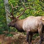 wisconsinelkhunt_lead.jpg