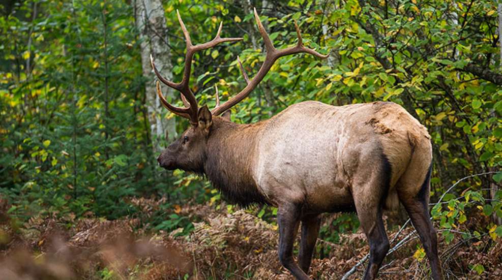 wisconsinelkhunt_lead.jpg