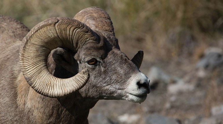 Special Raffles for Arizona Big Game Tags Ends June 30 | An Official Journal Of The NRA