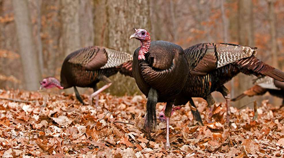 winterturkeyhunting_lead.jpg