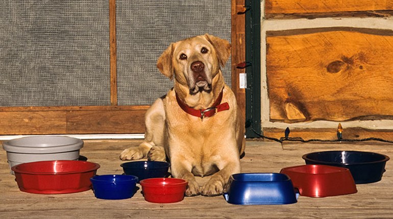 How to Feed Your Older Dog | An Official Journal Of The NRA
