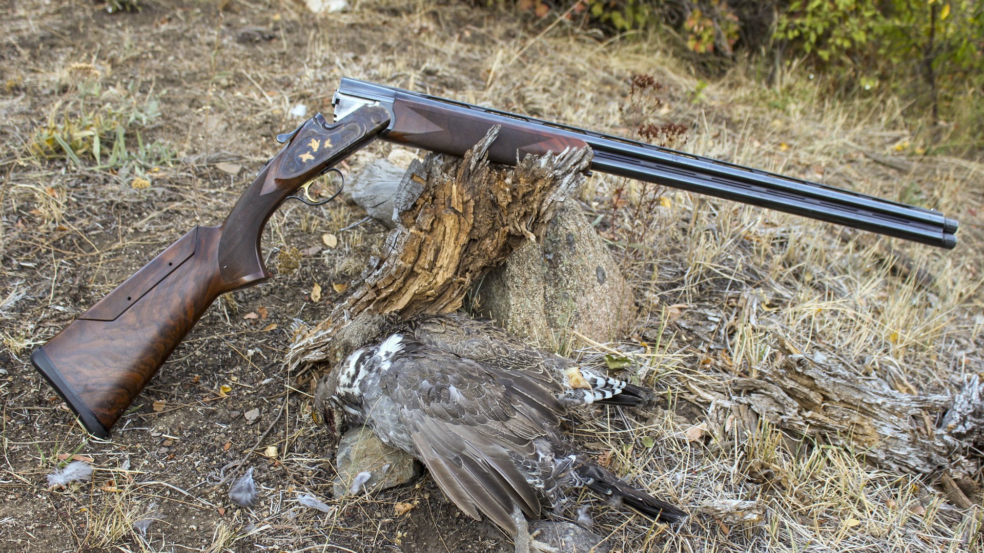 Shotgun and grouse