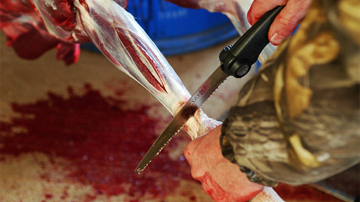 Removing the front legs of the deer, cutting a few inches back from the hide.