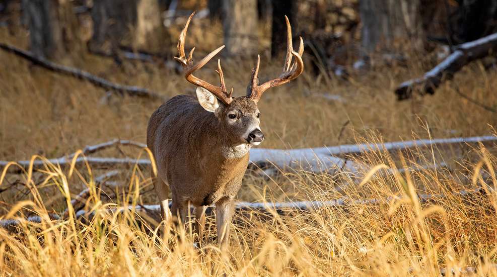 Tornado Buck Lead