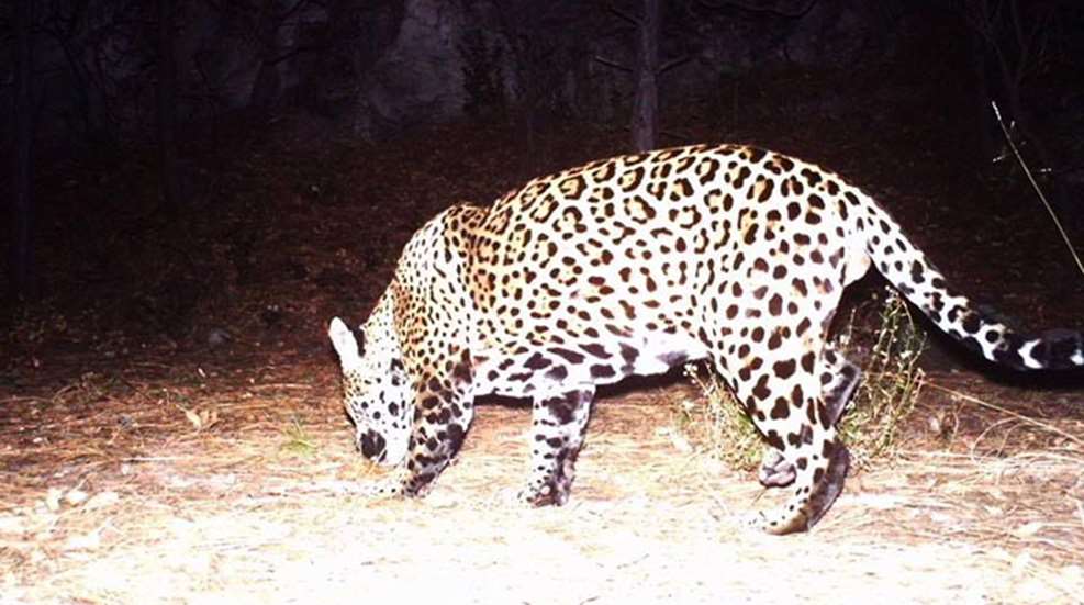 jaguar_arizona_f.jpg