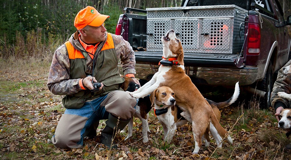 Adult male hunter with beagle hounds.