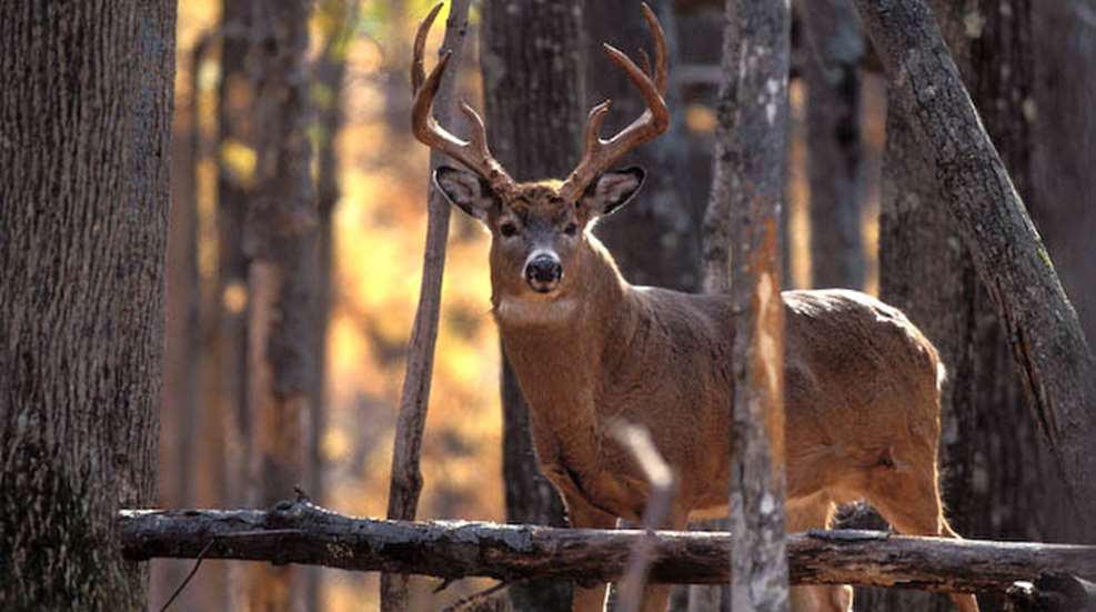 1-5-1-6021-whitetail-francis.jpg