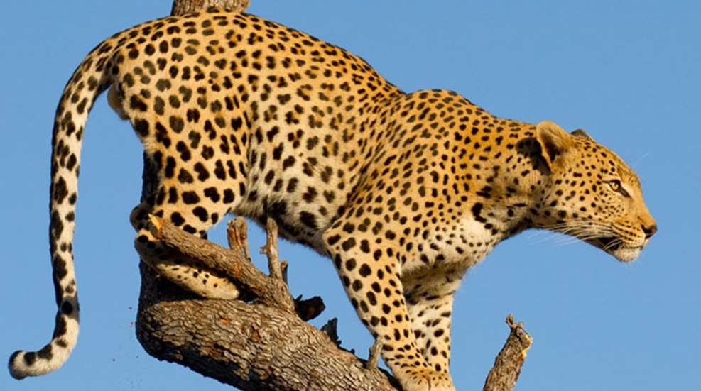 looseleopard.jpg (1)