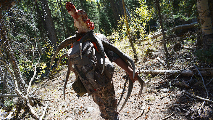 Hunter carrying elk antlers on pack down mountain