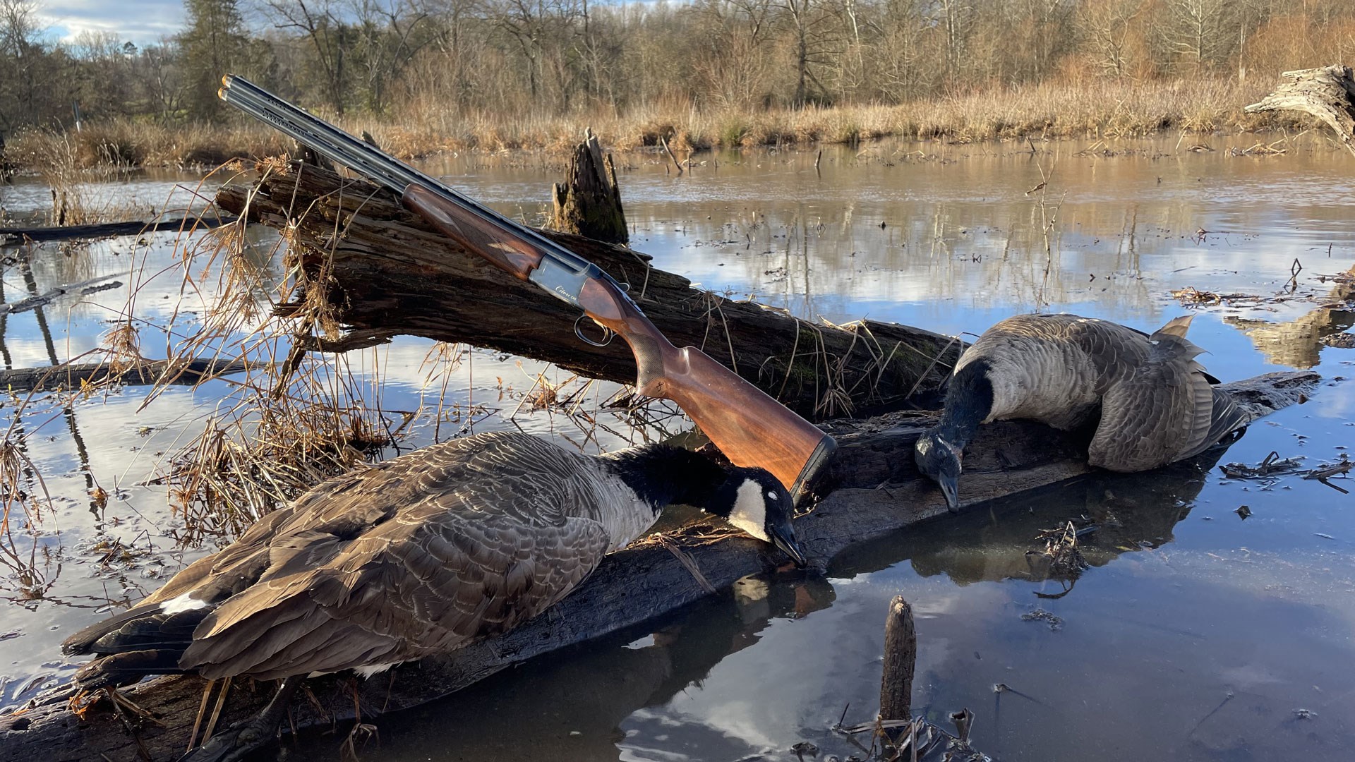 Geese with gun