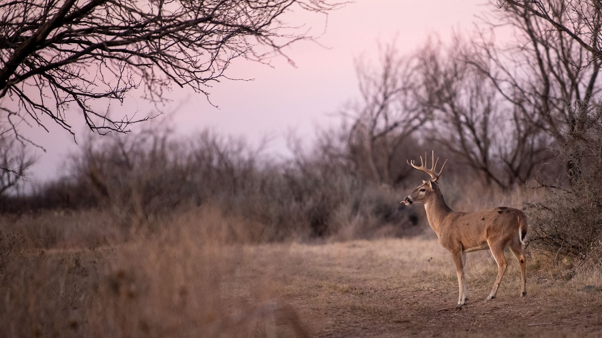 Whitetail at sunset