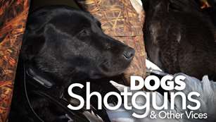 dogs_ah2015_fs.jpg (73)