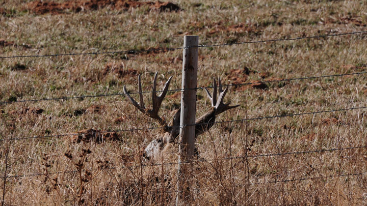 Mule deer hides behind a fencepost