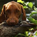 Vizsla With Duck