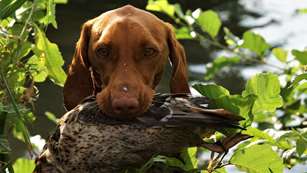 Vizsla With Duck