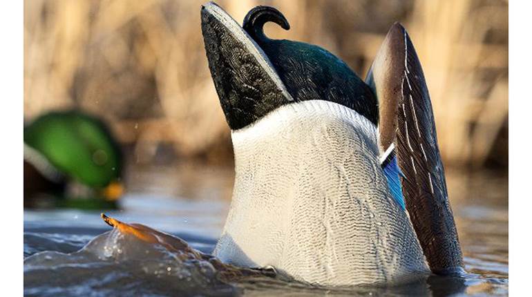 Avian-X Adds 3 New Species to Motion Decoys | An Official Journal Of The NRA