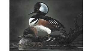 main2021-usfws-junior-duck-stamp-winner.jpg