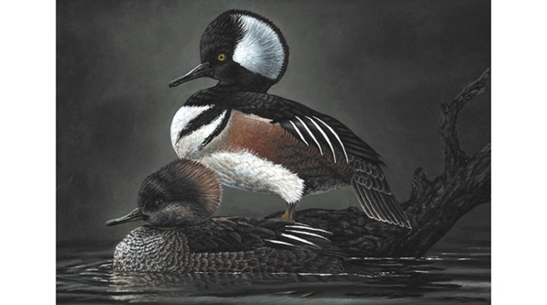Kansas Youth Wins 2021 National Junior Duck Stamp Art Contest | An Official Journal Of The NRA