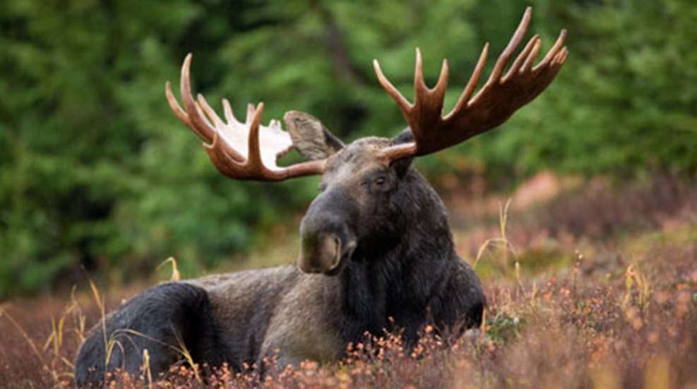 2012927131127-moose_bbq_f.jpg