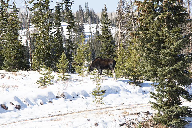 Moose Spotting