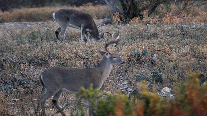 Two Whitetail Bucks in Field