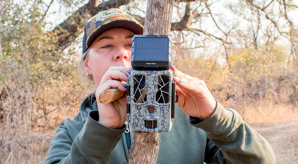 Female professional hunter installing solar trail camera on tree.