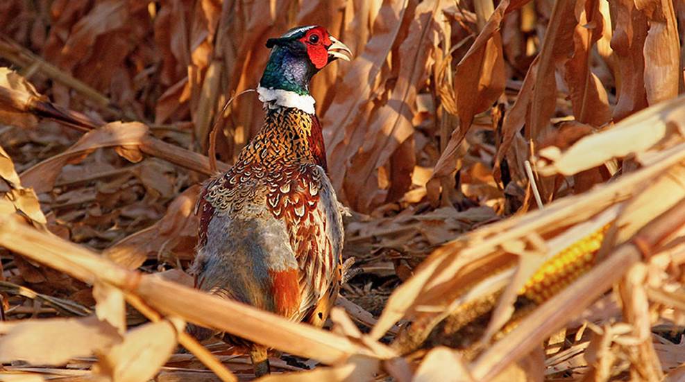 South Dakota Pheasant Population Booms Just in Time for 100th Hunting