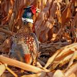 sd-pheasant_lead.jpg
