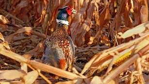 sd-pheasant_lead.jpg