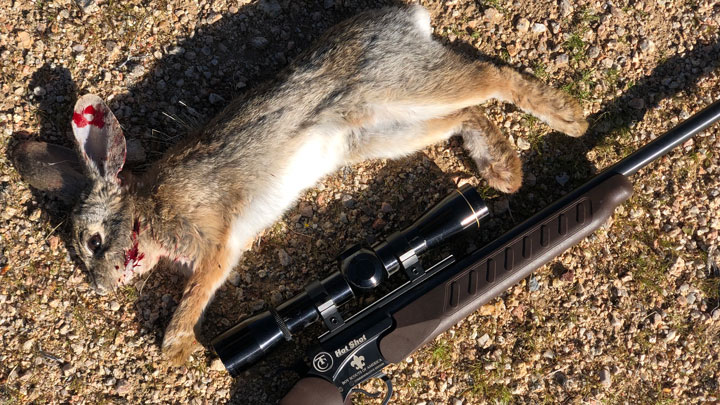 Dead rabbit laid out next to a break-action rifle.