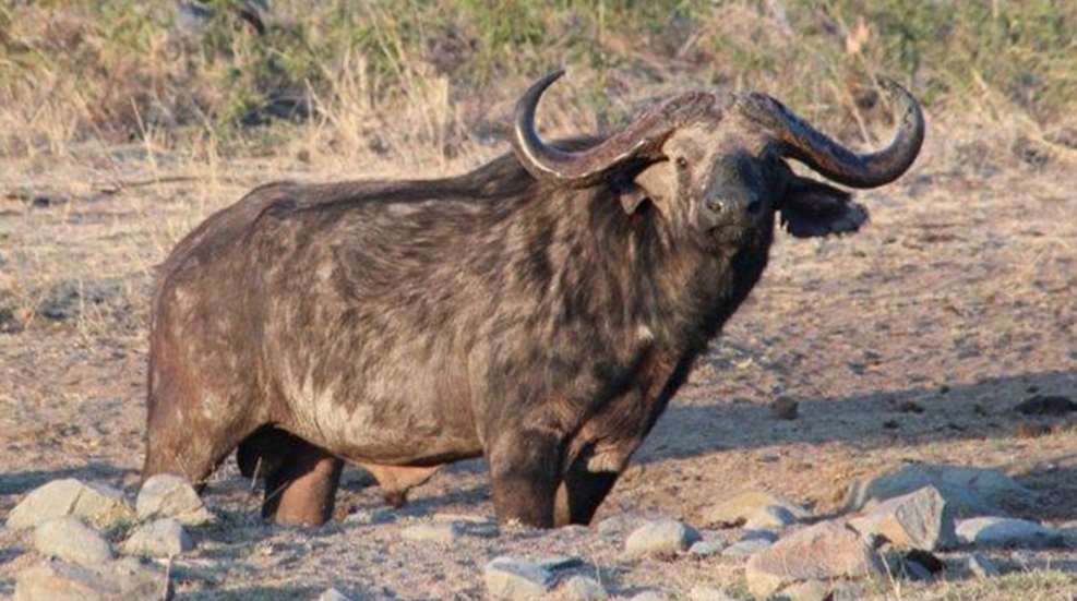 tanzania_williams_f.jpg