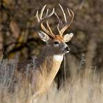 10-tips-for-hunting-public-land-bucks_lead.jpg