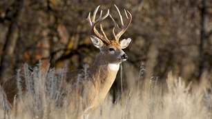 10-tips-for-hunting-public-land-bucks_lead.jpg