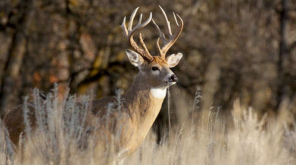 10-tips-for-hunting-public-land-bucks_lead.jpg