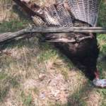 Black Powder Turkey