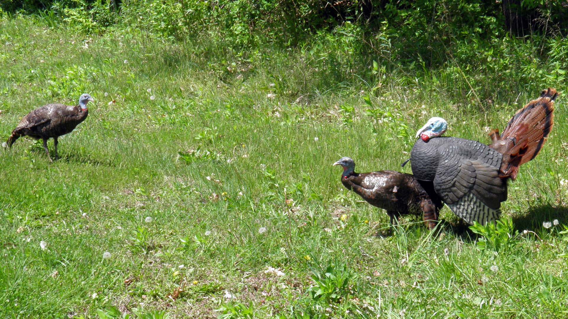 Using a variety of decoys can help entice wary gobblers into range.