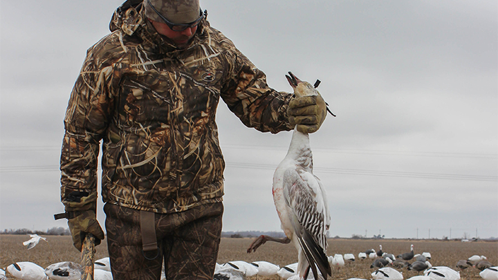 Hunter Holding Snow Goose